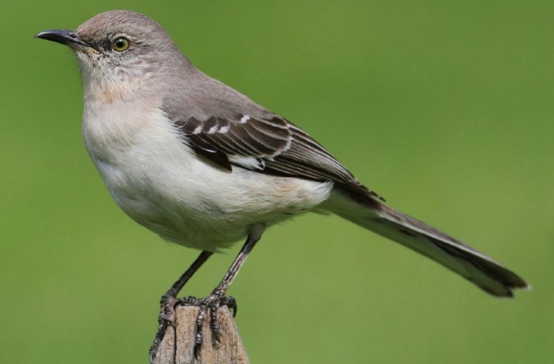 northern-mockingbird-800x526-1-2 Common Birds in Oklahoma