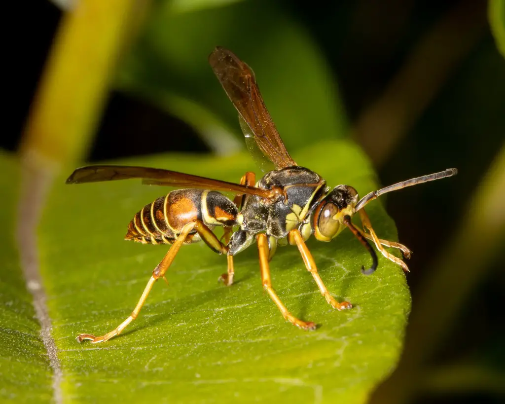 Wasps in Georgia