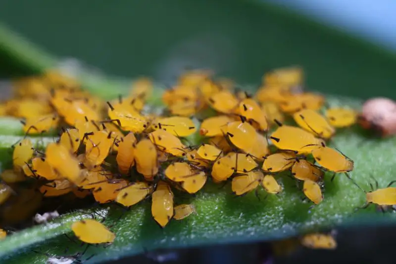 Black Aphids