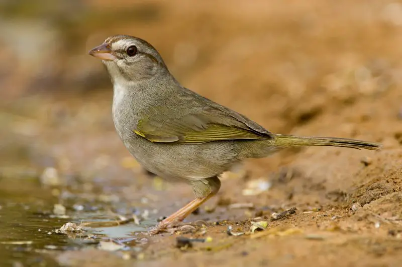 olive-sparrow-800x533-1 Sparrows in Texas
