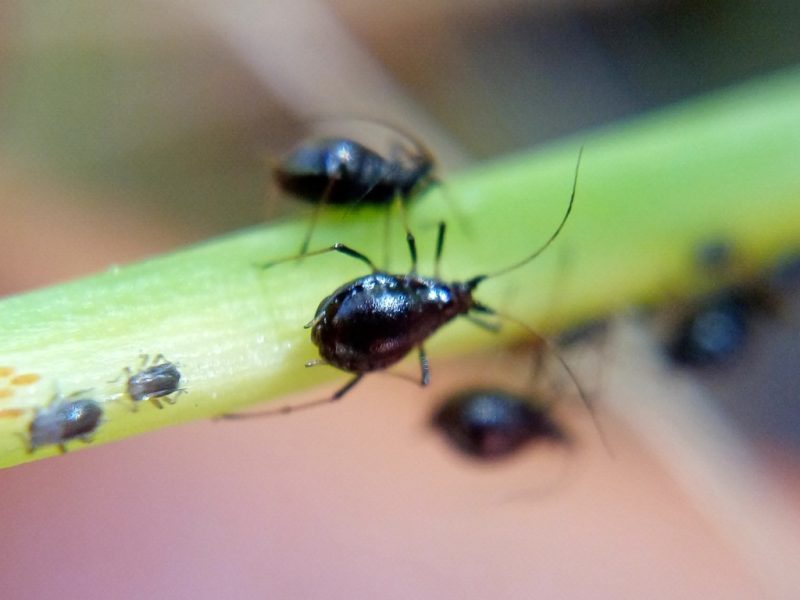 Black Aphids