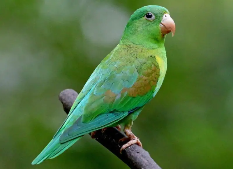 Green Birds in Florida