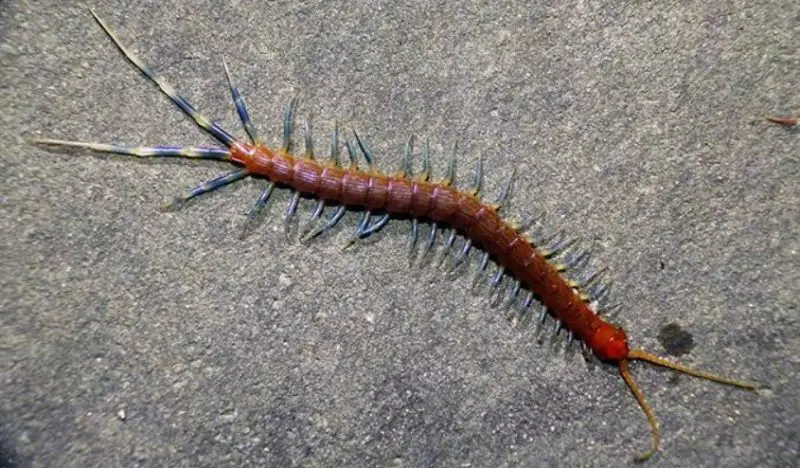 Centipedes in Texas