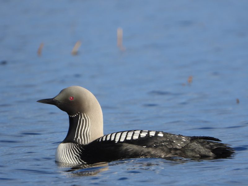 Loons in Maine