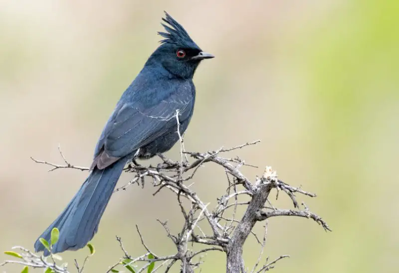 phainopepla-800x548-1 Blackbirds in Arizona