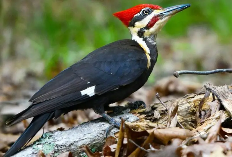 Woodpeckers in Montana