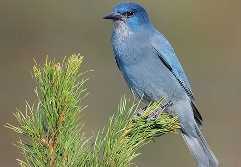 Types of Jays in Oregon