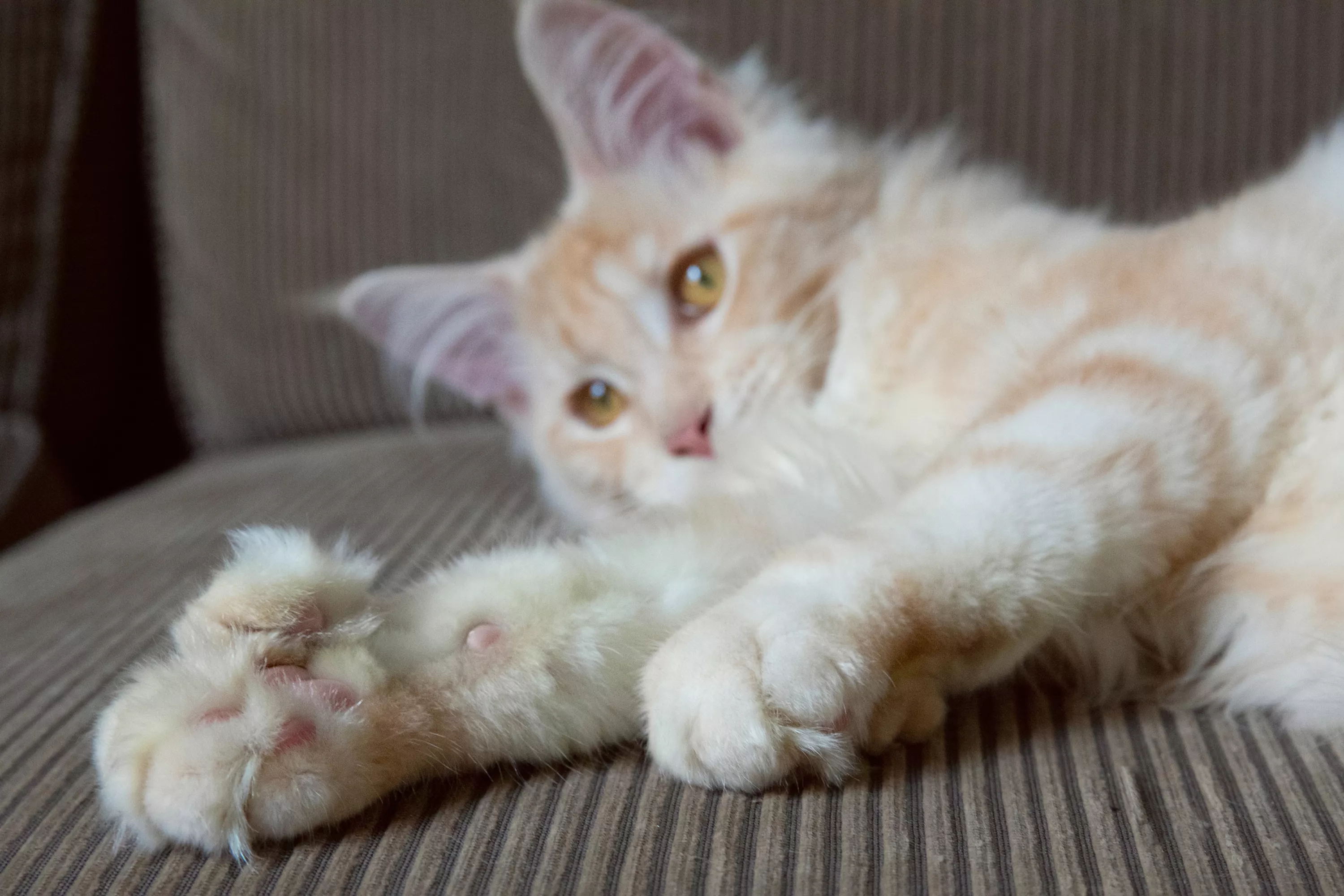 Tan and white polydactal cat lying on brown surface