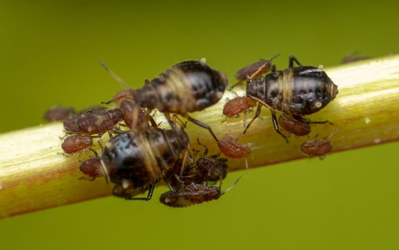 Black Aphids