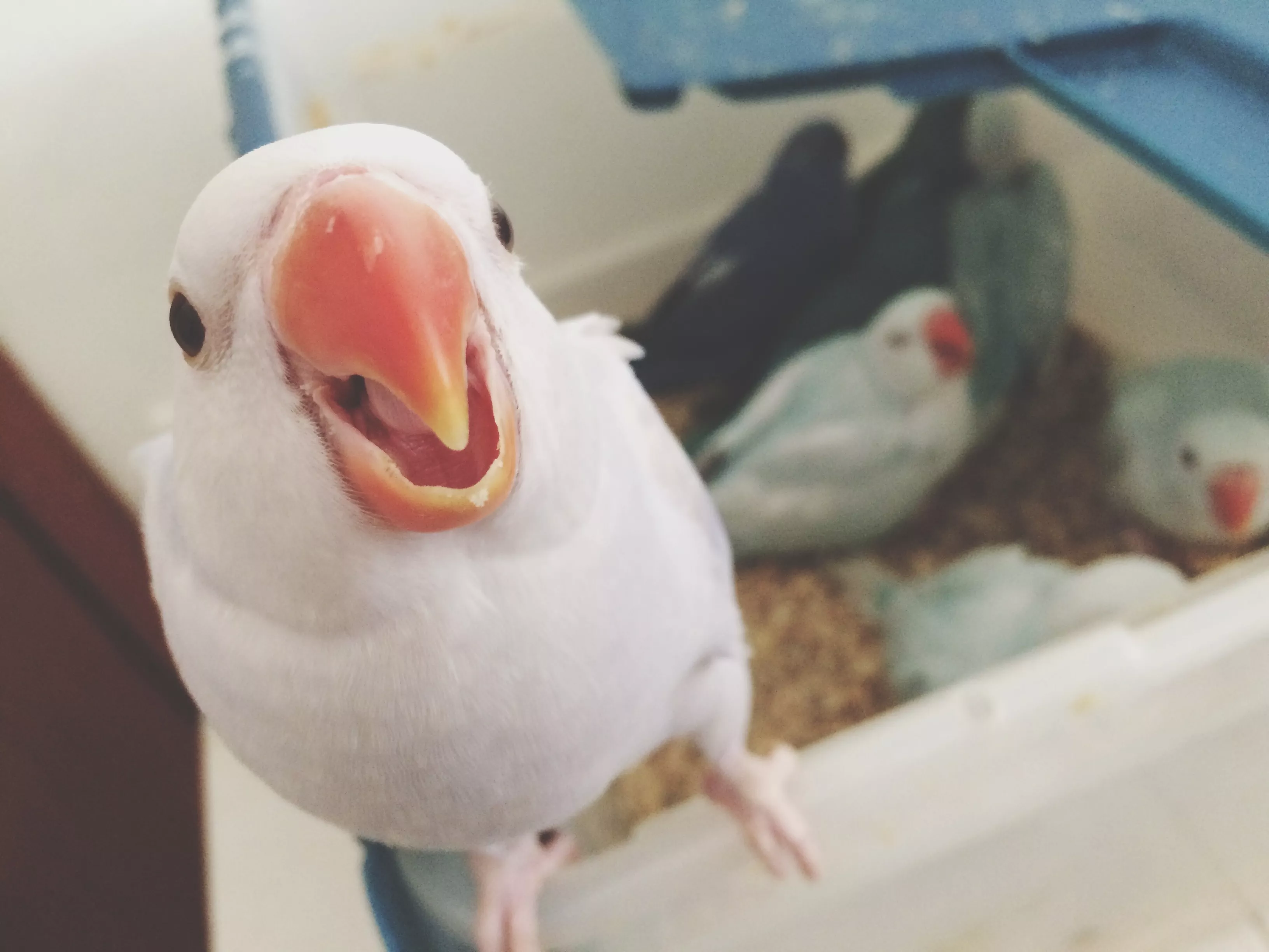 Portrait Of Talking Parrot With Orange Beak Birds In Plastic Box In Background