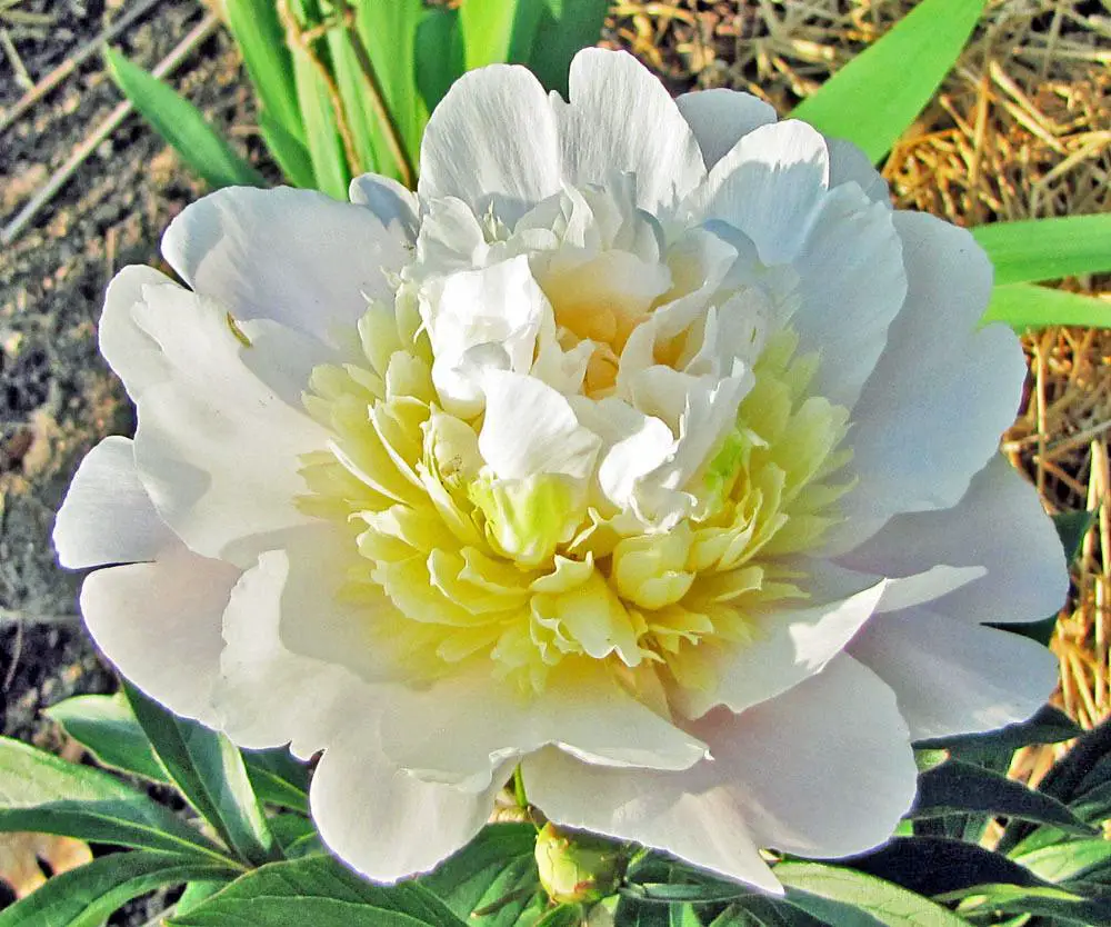 primevere Yellow Peonies