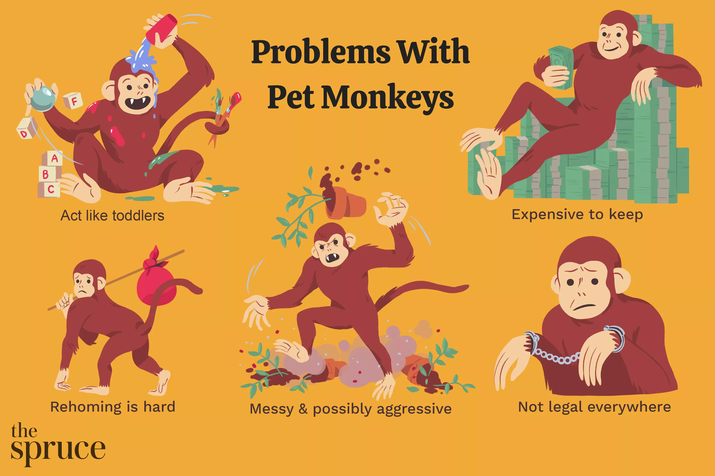 Potential Problems With Keeping Pet Monkeys