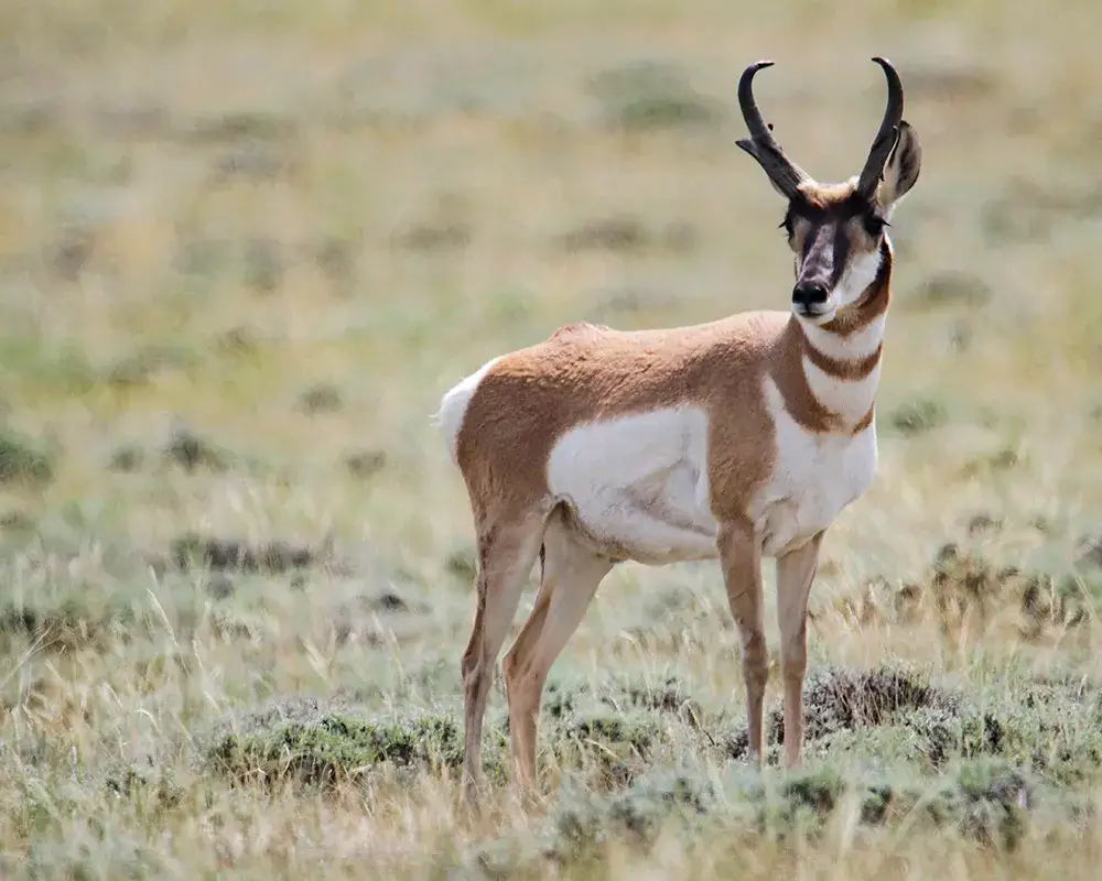 Pronghorns in Wyoming