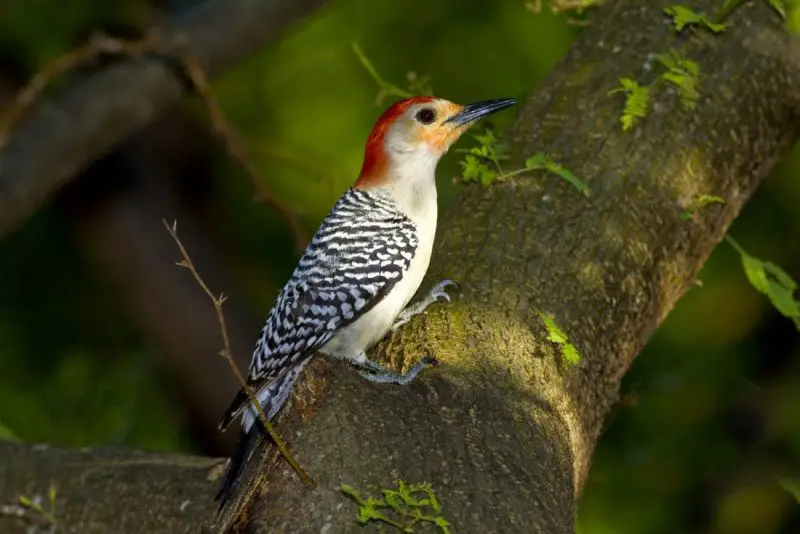 Common Birds in Indiana​