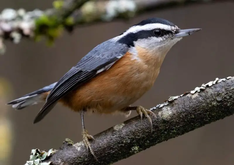 Common Birds in Oregon