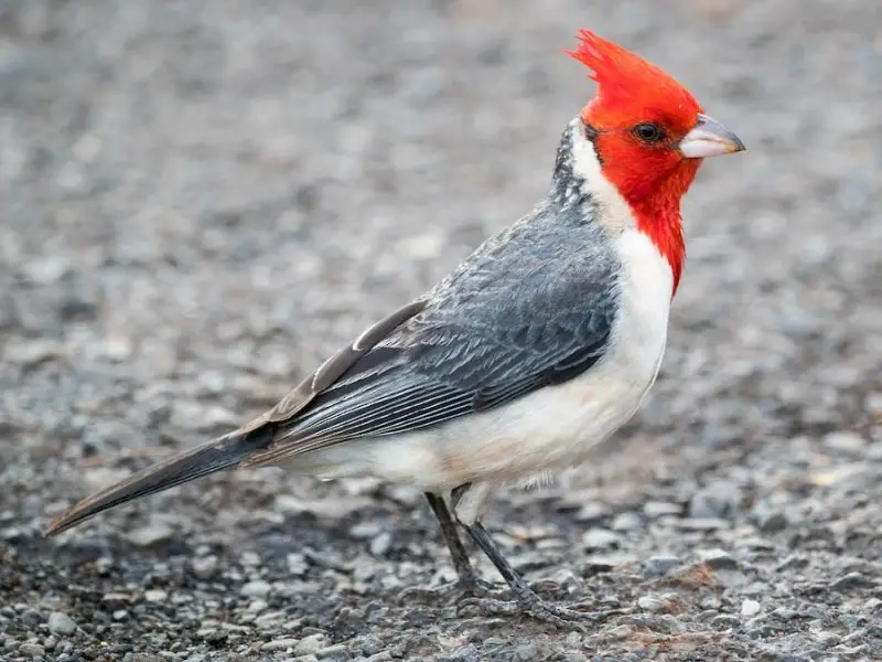 Types of Cardinals in Hawaii