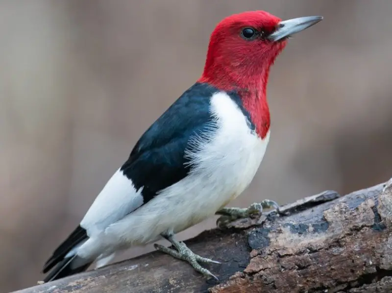 red-headed-woodpecker-800x598-1 Common Birds in Oklahoma