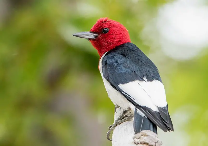 Woodpeckers in Indiana