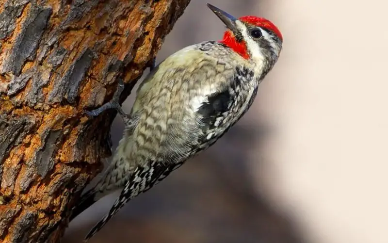 Woodpeckers in Montana