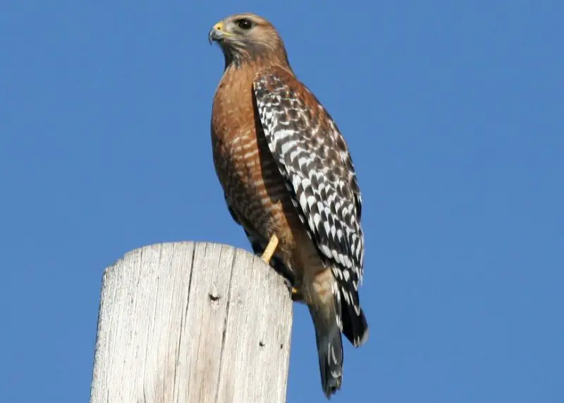 red-shouldered-hawk-buteo-lineatus-800x571-1 Hawks in Ohio