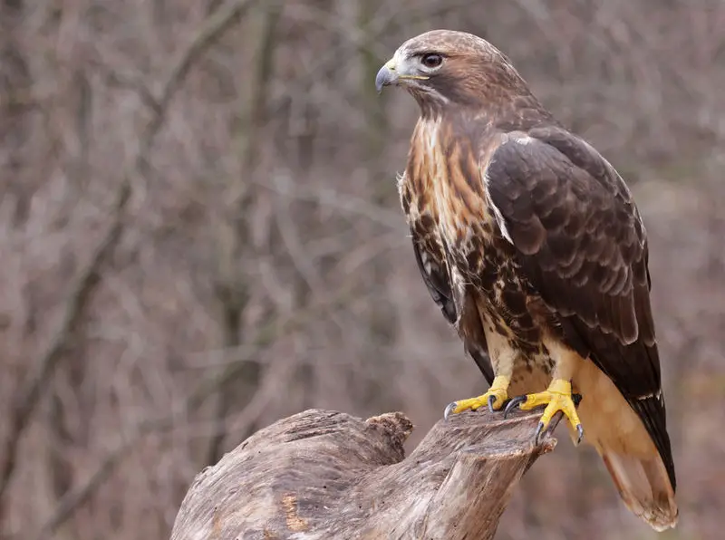 Common Birds in Pennsylvania