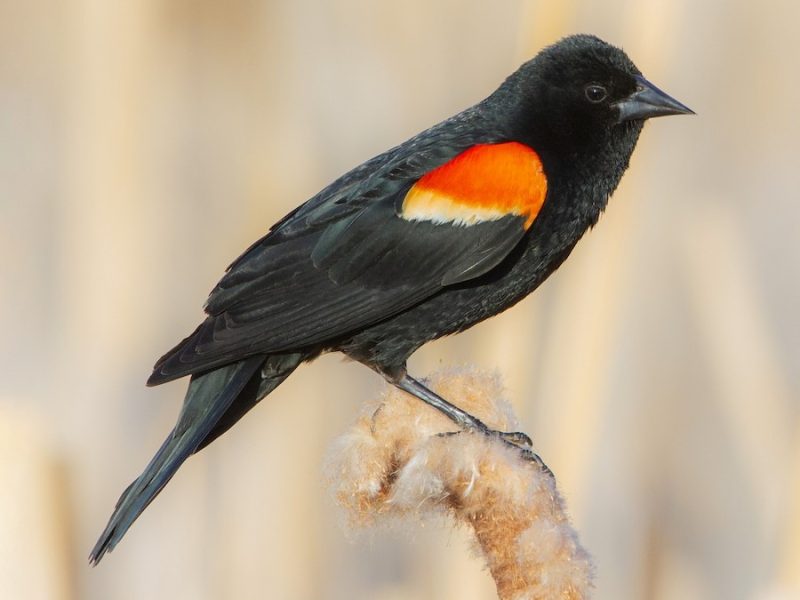 red-winged-blackbird-agelaius-phoeniceus-800x600-1-3 Common Birds in Oklahoma
