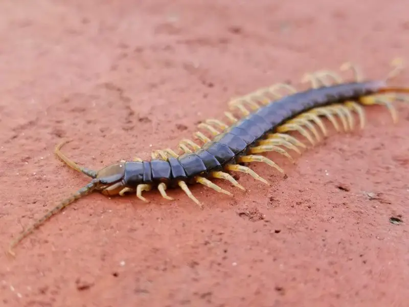 Centipedes in Texas