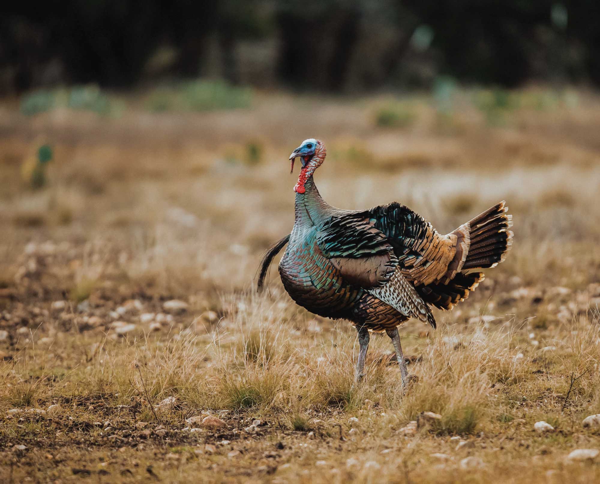 rio-grande-turkey-1 Wild Turkeys in California