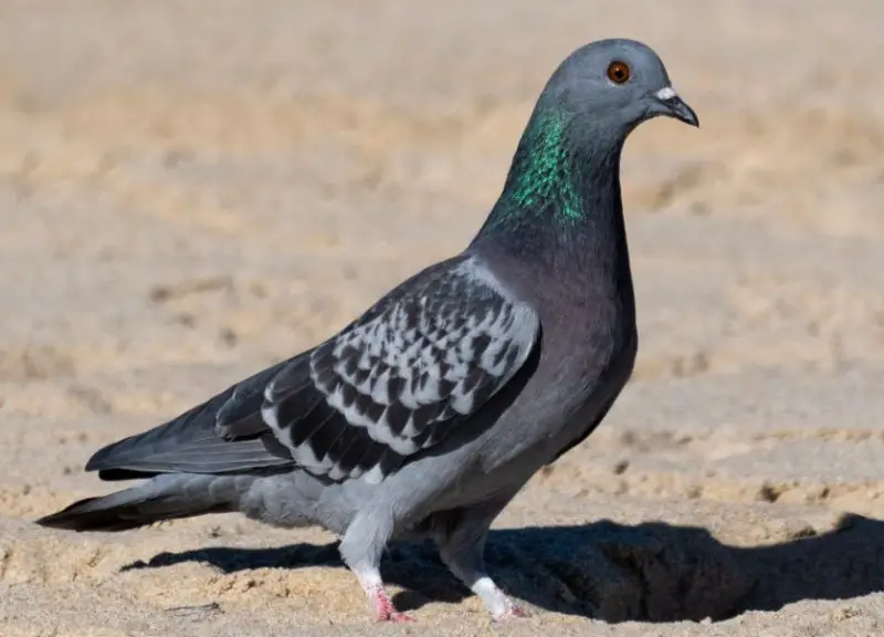 rock-pigeon-800x576-1 Doves in Hawaii
