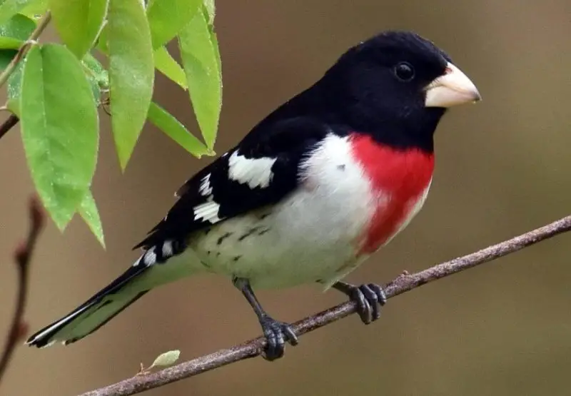 Common Birds in Pennsylvania