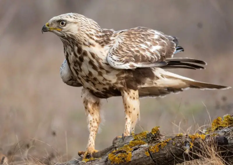 rough-legged-hawk-buteo-lagopus-800x569-1 Hawks in Ohio