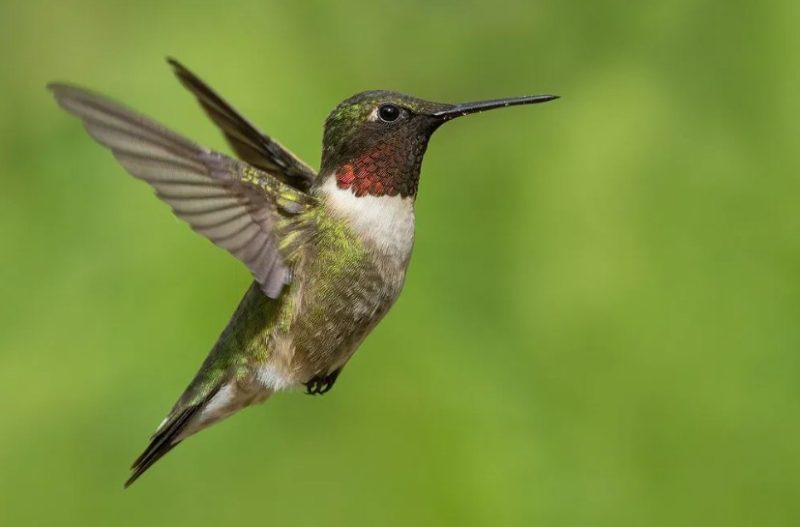 ruby-throated-hummingbird-800x527-1-2 Common Birds in Oklahoma