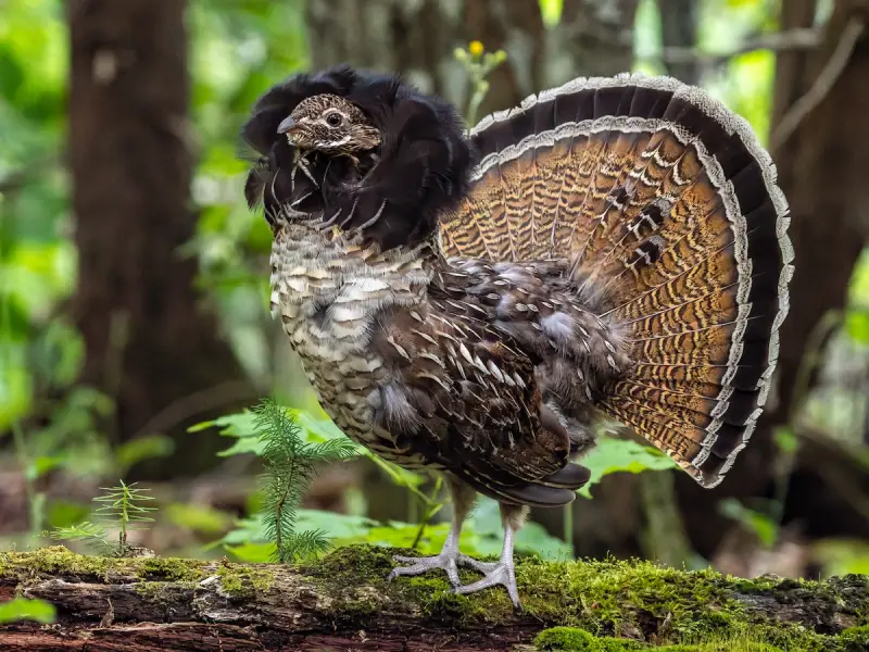 Grouse in Maine