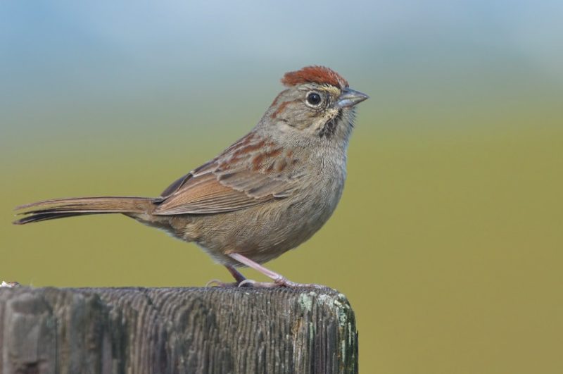 rufous-crowned-sparrow-800x531-1 Sparrows in Texas