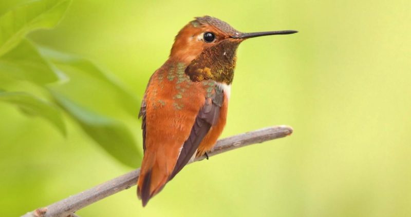 Hummingbirds in Washington State
