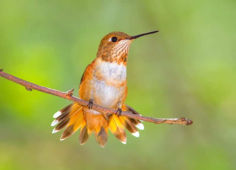 Hummingbirds in Idaho