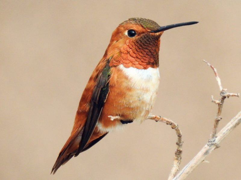Hummingbirds in Tennessee