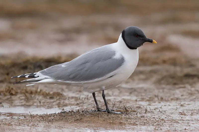 Gulls in Colorado