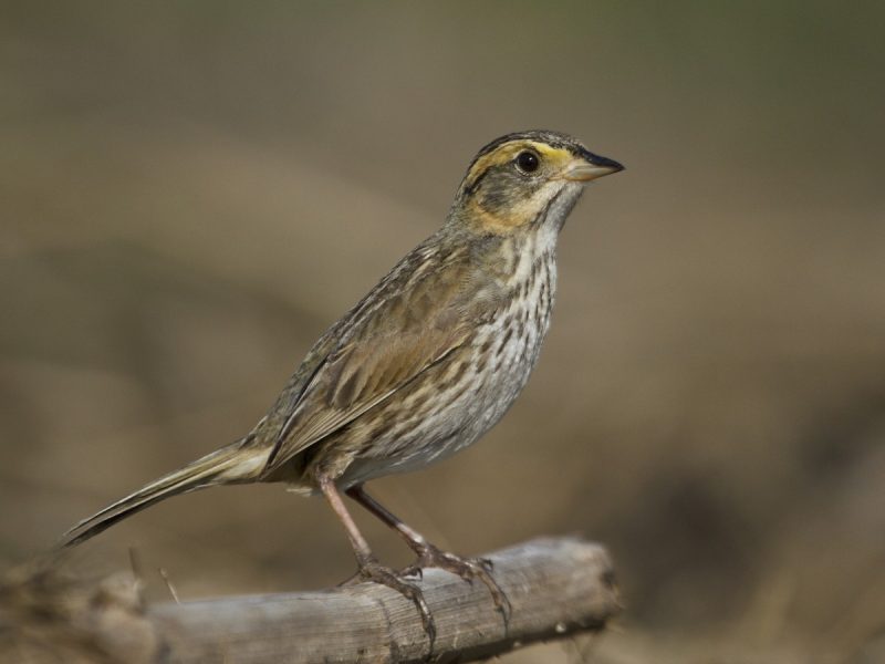 saltmarsh-sparrow-ammospiza-caudacuta-800x600-1 Sparrows in Texas