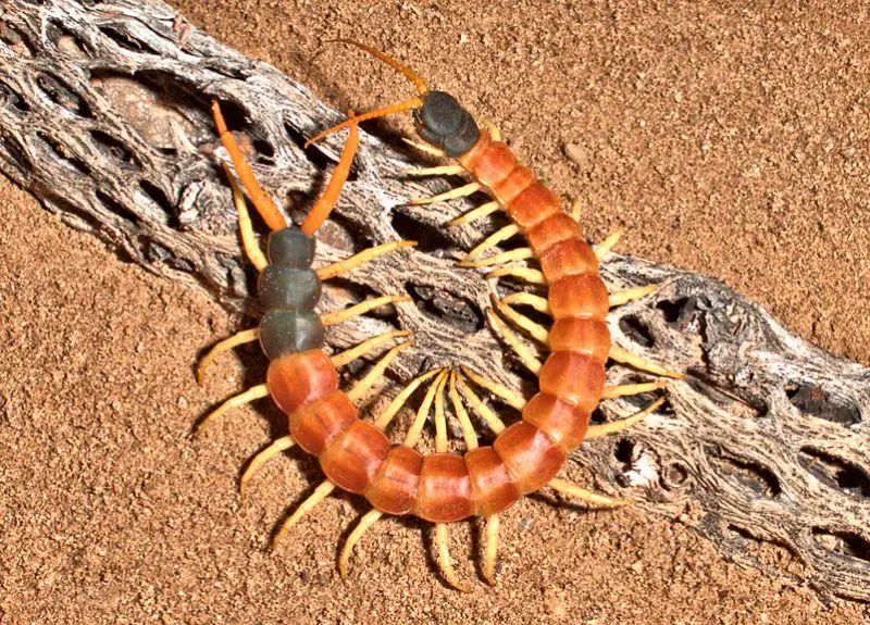 Centipedes in Texas