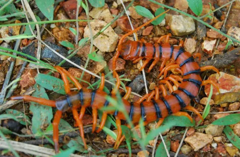 Centipedes in Texas