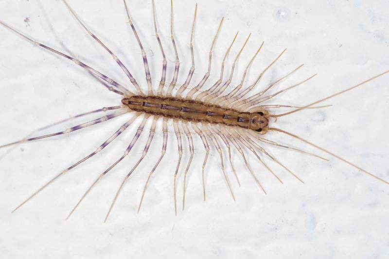 scutigera-coleoptrata-house-centipede-800x534-1 Centipedes in Hawaii