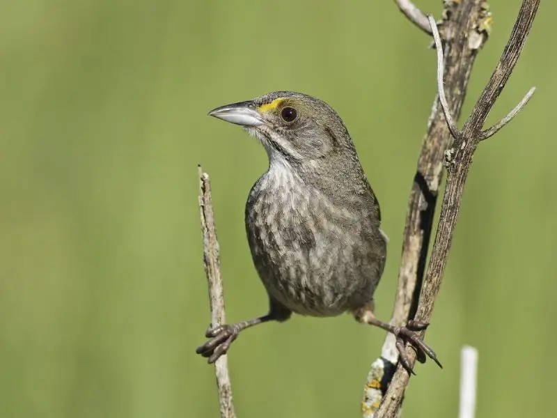 seaside-sparrow-ammospiza-maritima-800x600-1 Sparrows in Texas