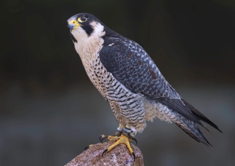 Secret Lives of Falcons in Texas