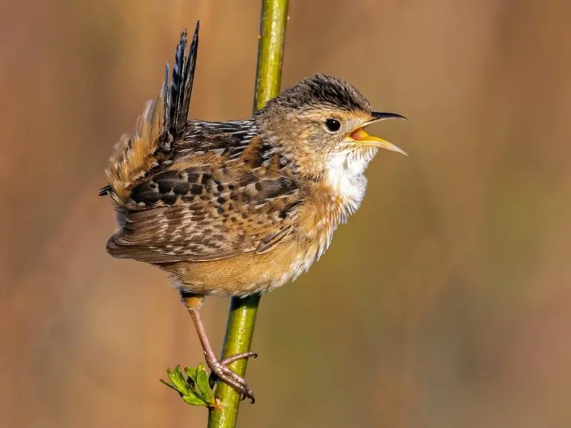 Wrens in Michigan