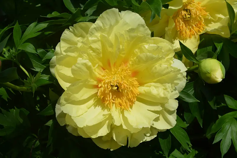 sequestered-sunshine Yellow Peonies