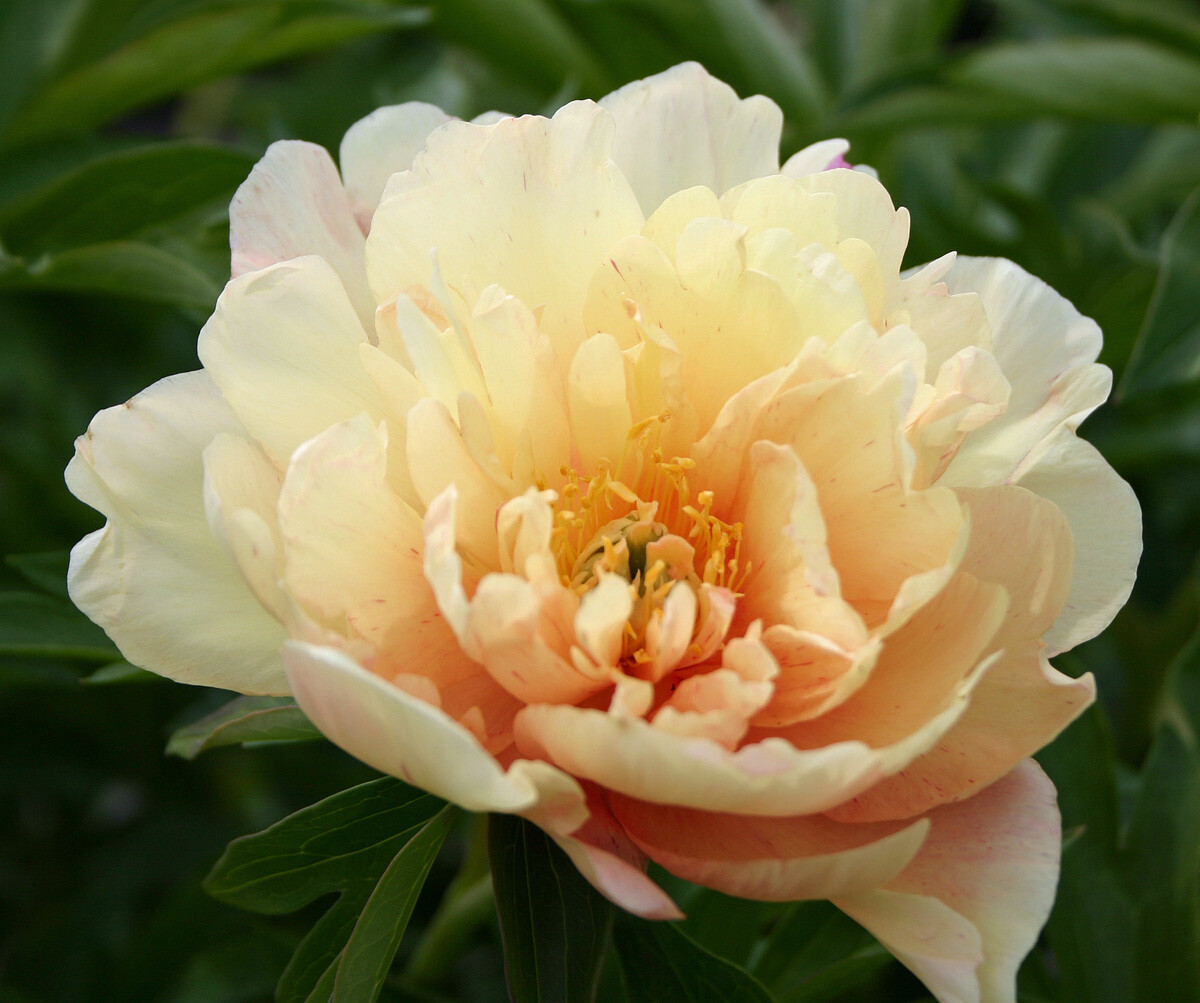 singing-in-the-rain Yellow Peonies