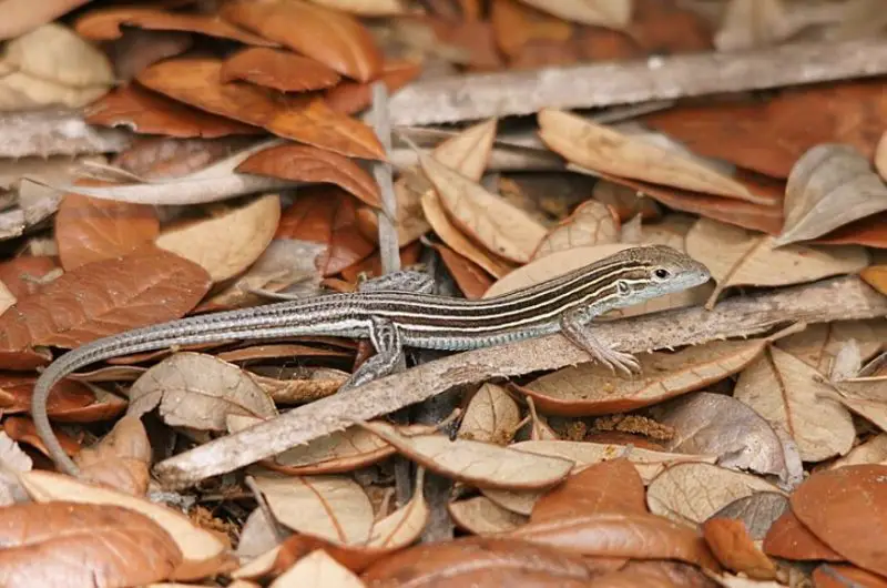 Lizards in Georgia