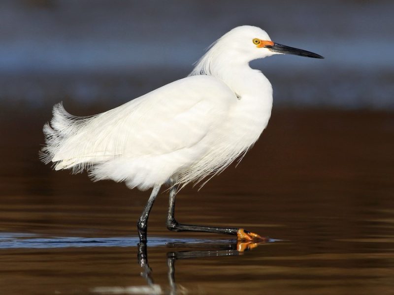 Egrets in Connecticut