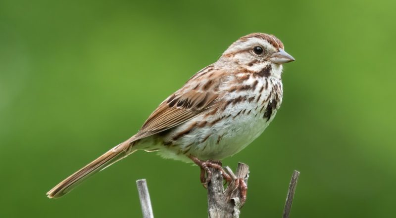 Common Birds in Pennsylvania